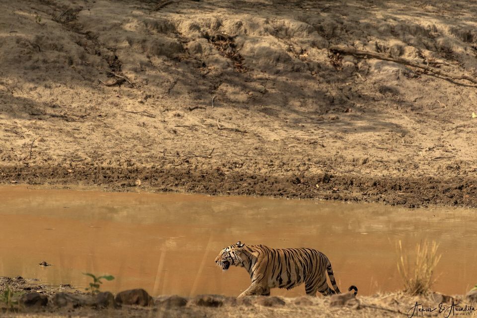 Photo of Bandhavgarh National Park, Tala by Anindita Chakrabarty