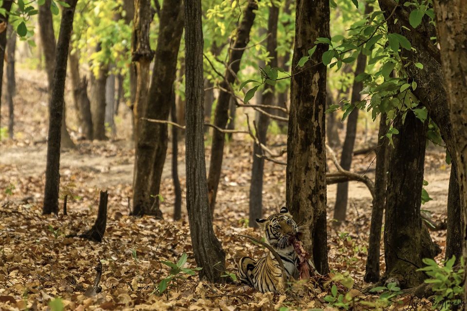 Photo of Bandhavgarh National Park, Tala by Anindita Chakrabarty