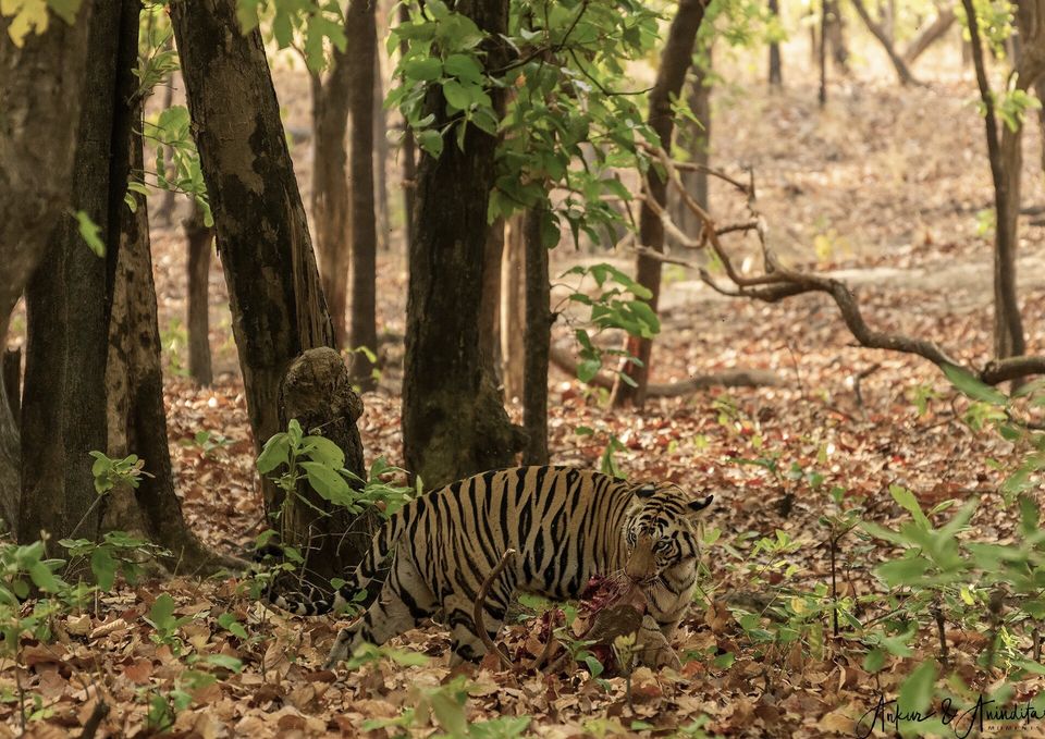 Photo of Bandhavgarh National Park, Tala by Anindita Chakrabarty