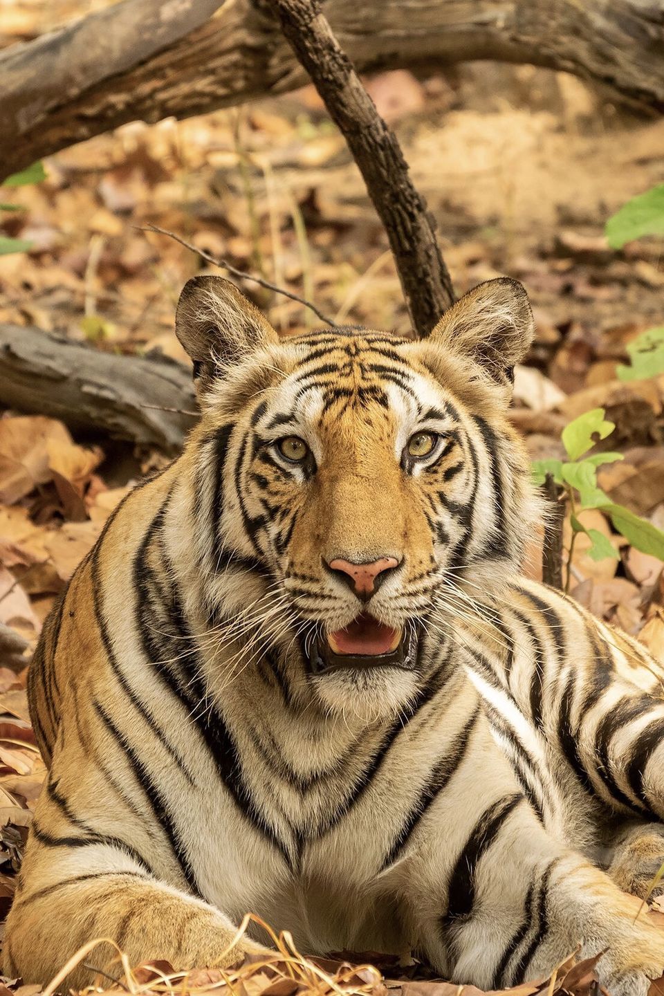 Photo of Bandhavgarh National Park, Tala by Anindita Chakrabarty