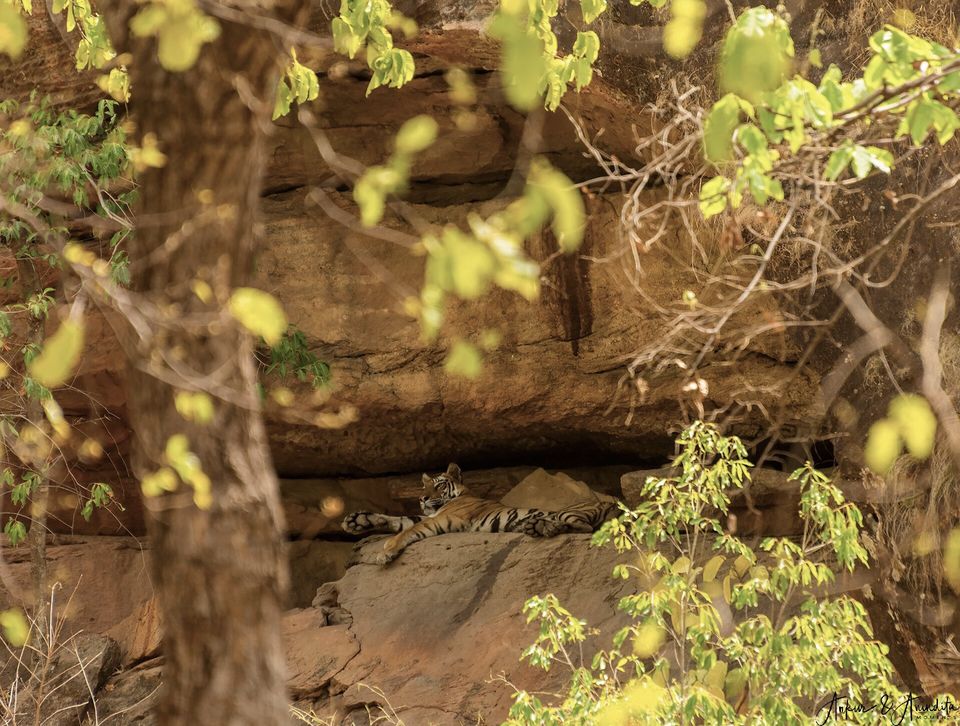 Photo of Bandhavgarh National Park, Tala by Anindita Chakrabarty