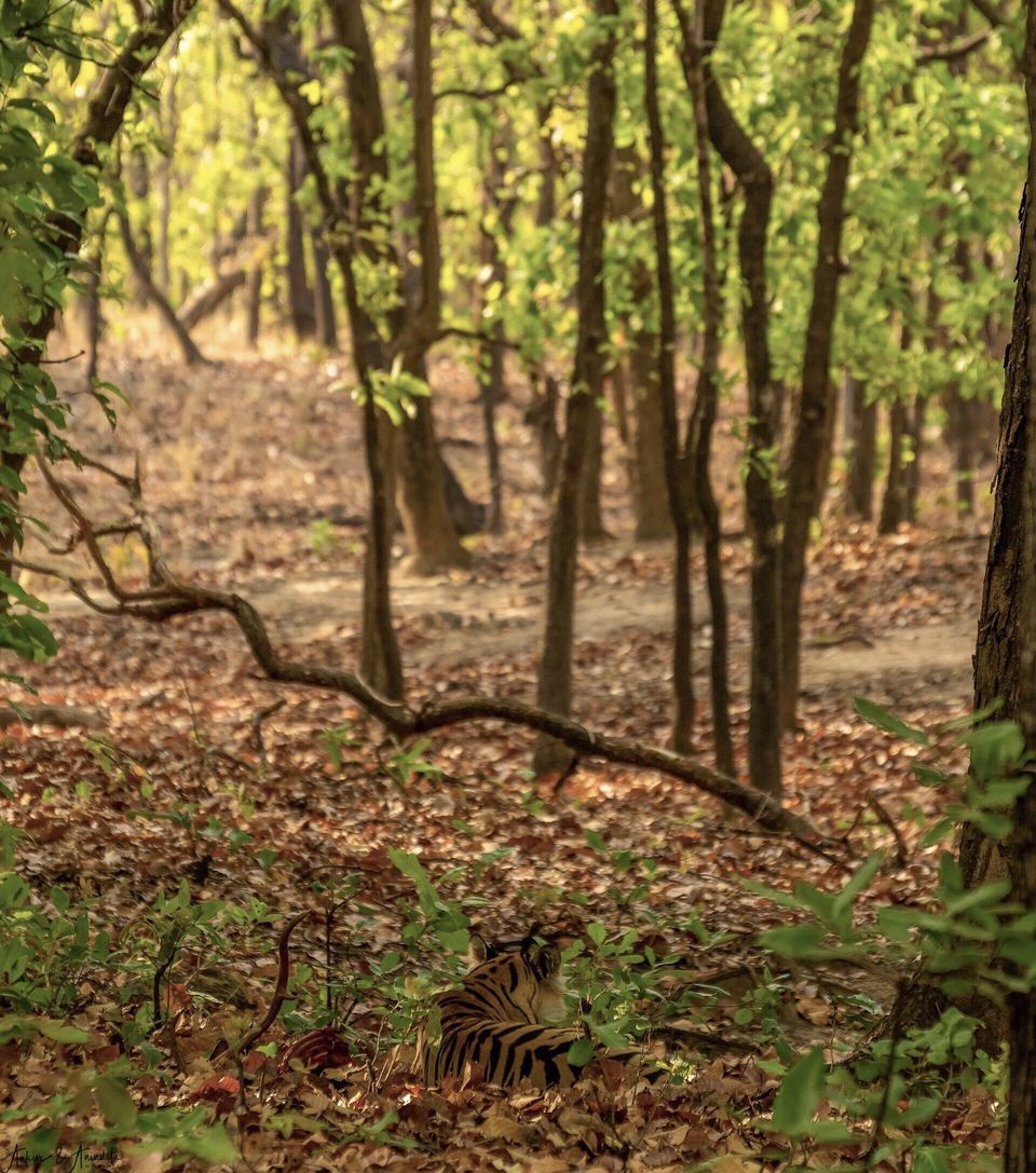 Photo of Bandhavgarh National Park, Tala by Anindita Chakrabarty