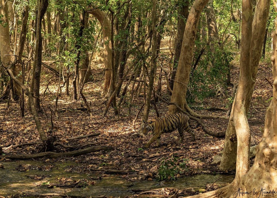 Photo of Bandhavgarh National Park, Tala by Anindita Chakrabarty