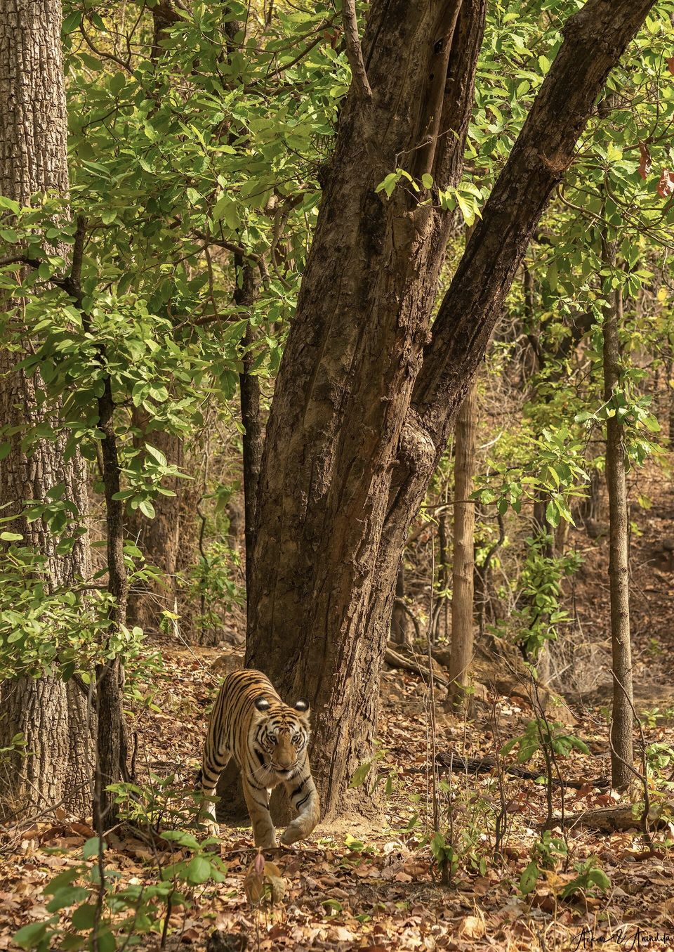 Photo of Bandhavgarh National Park, Tala by Anindita Chakrabarty