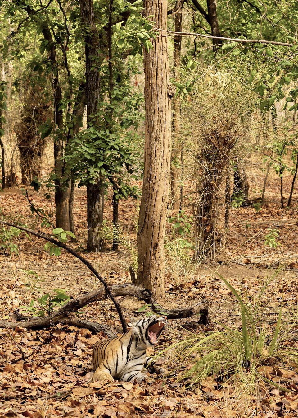 Photo of Bandhavgarh National Park, Tala by Anindita Chakrabarty