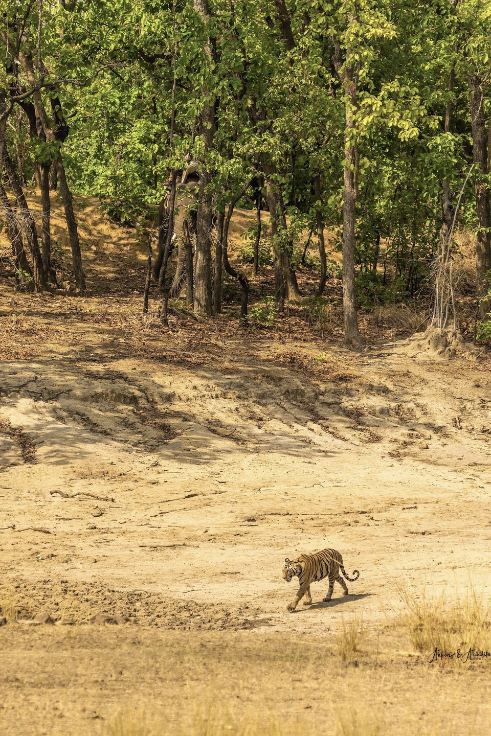 Photo of Bandhavgarh National Park, Tala by Anindita Chakrabarty