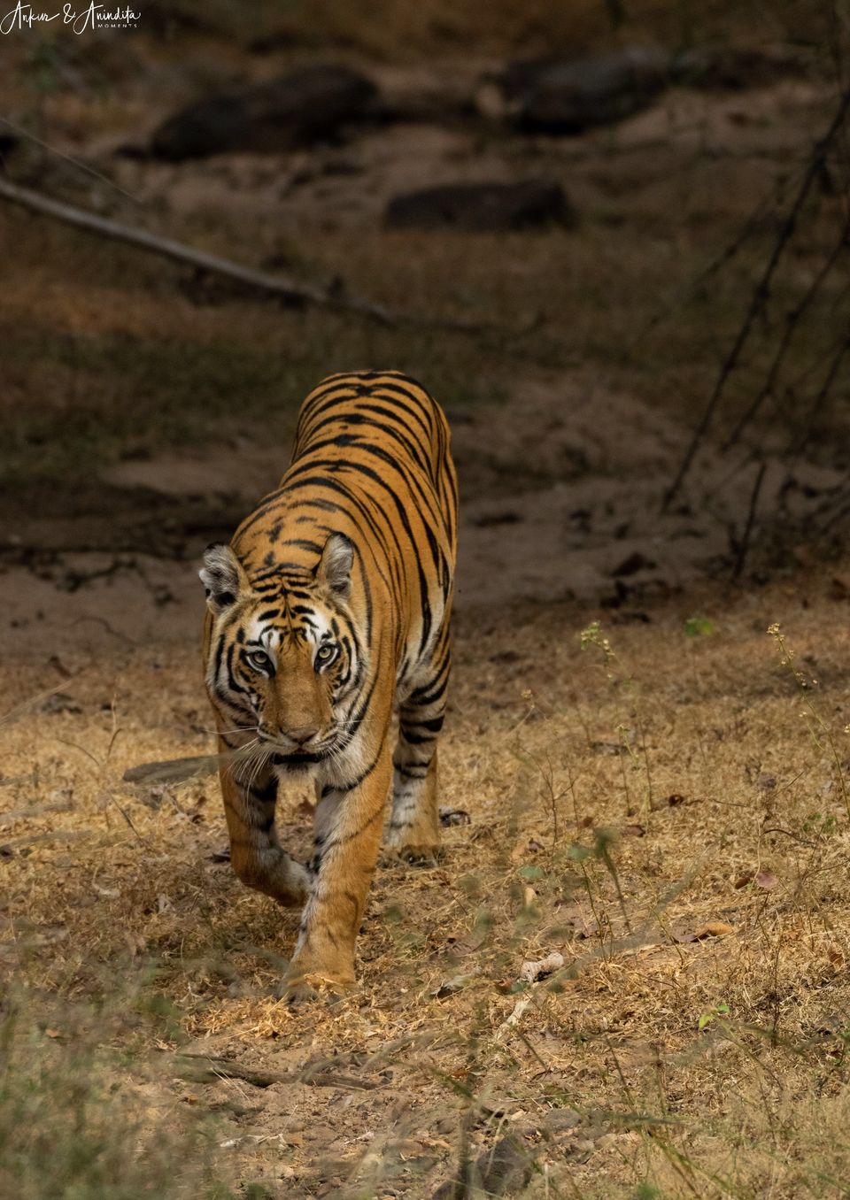 Photo of Bandhavgarh National Park, Tala by Anindita Chakrabarty