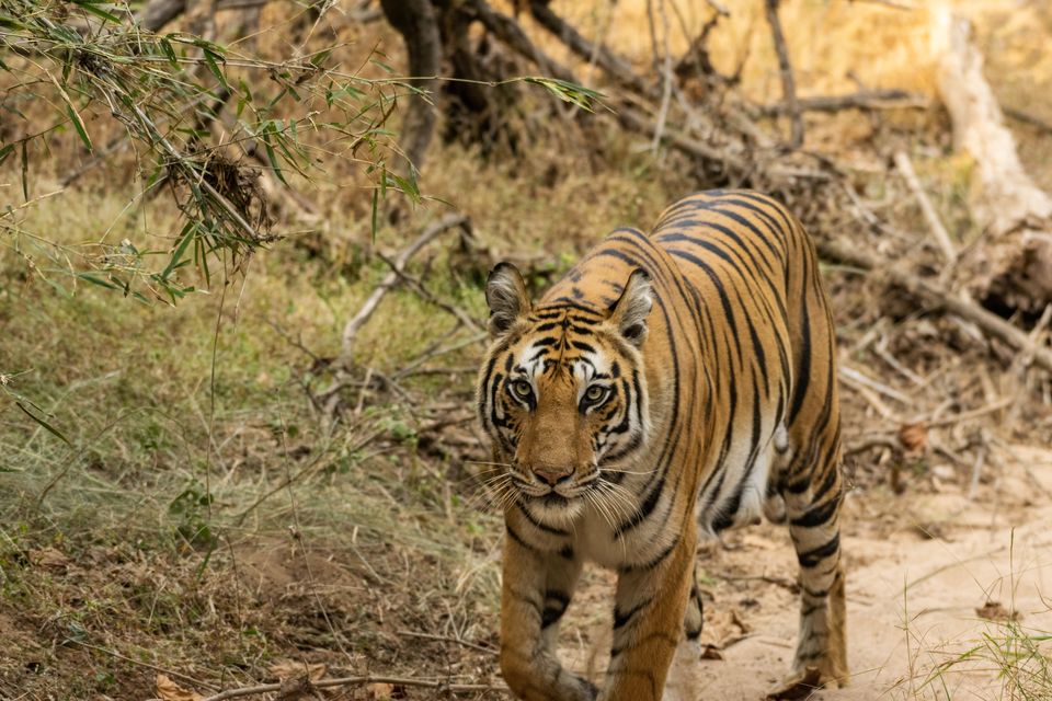 Photo of Bandhavgarh National Park, Tala by Anindita Chakrabarty