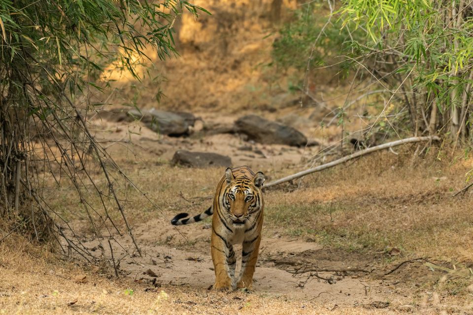 Photo of Bandhavgarh National Park, Tala by Anindita Chakrabarty