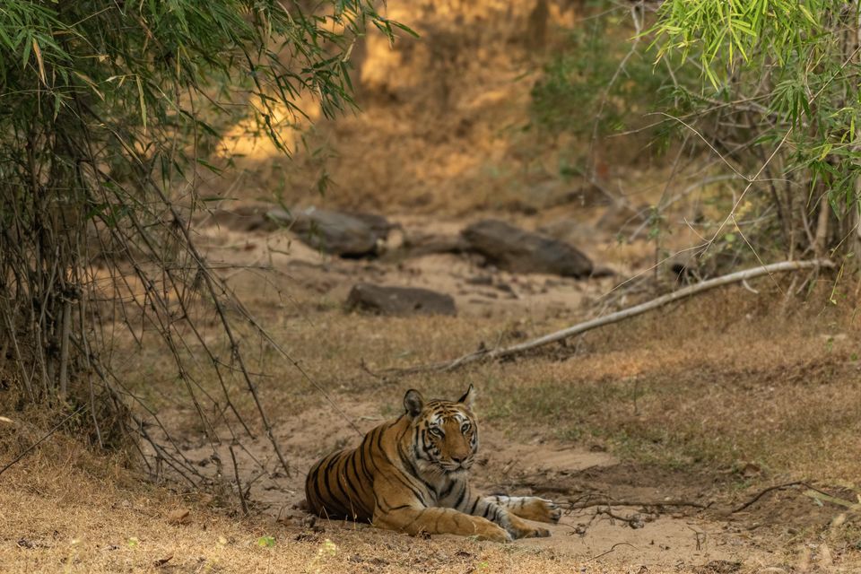 Photo of Bandhavgarh National Park, Tala by Anindita Chakrabarty