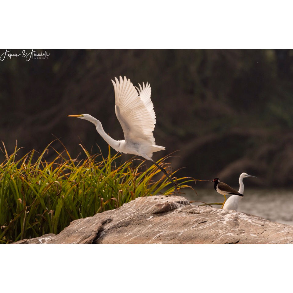 Photo of Colorful morning with birds at Ranganathittu bird sanctuary by Anindita Chakrabarty