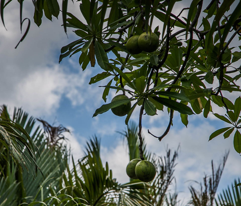 Photo of VietnamDiary 5 - The famous Mekong River Delta. - My Travel stories 2/4 by Rajeshwar Dayal Mathur