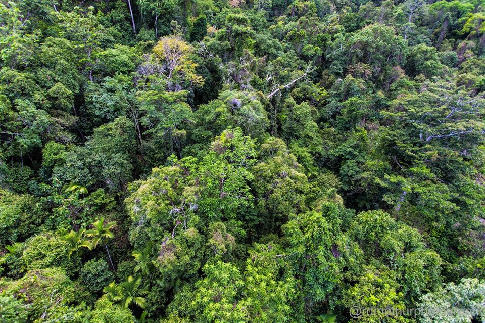 Photo of Kuranda - World Heritage Rainforest 2/8 by Rajeshwar Dayal Mathur