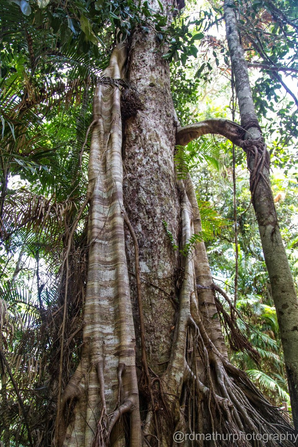 Photo of Kuranda - World Heritage Rainforest 3/8 by Rajeshwar Dayal Mathur