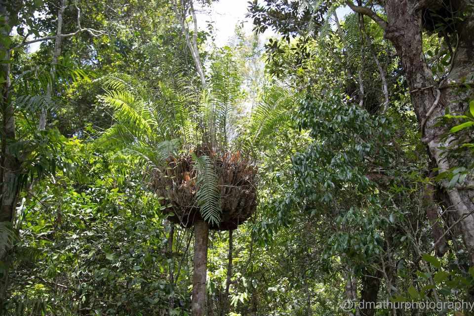 Photo of Kuranda - World Heritage Rainforest 5/8 by Rajeshwar Dayal Mathur