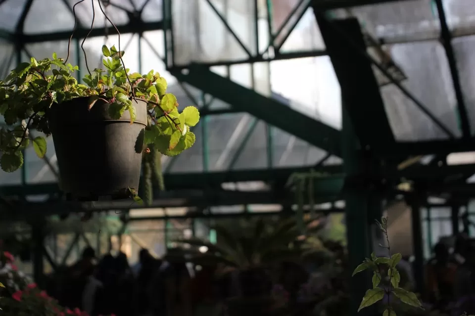 Photo of Ooty Botanical Gardens, Ooty, Tamil Nadu, India by We Unsettled Soul