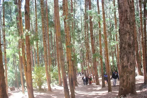 Photo of Pine Forest Shooting Spot, Ooty Main, Nilgiris, Tamil Nadu, India by We Unsettled Soul