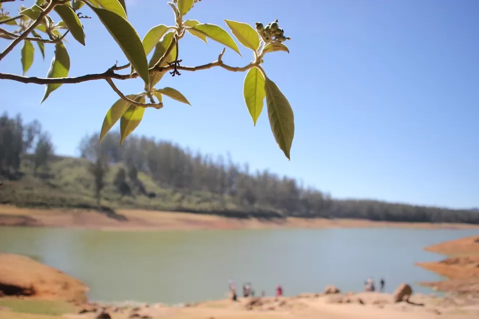 Photo of Pine Forest Shooting Spot, Ooty Main, Nilgiris, Tamil Nadu, India by We Unsettled Soul