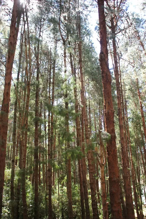 Photo of Pine Forest Shooting Spot, Ooty Main, Nilgiris, Tamil Nadu, India by We Unsettled Soul