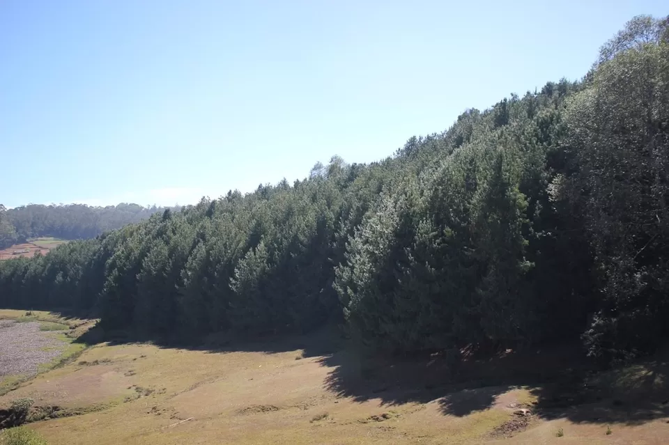 Photo of Pine Forest Shooting Spot, Ooty Main, Nilgiris, Tamil Nadu, India by We Unsettled Soul