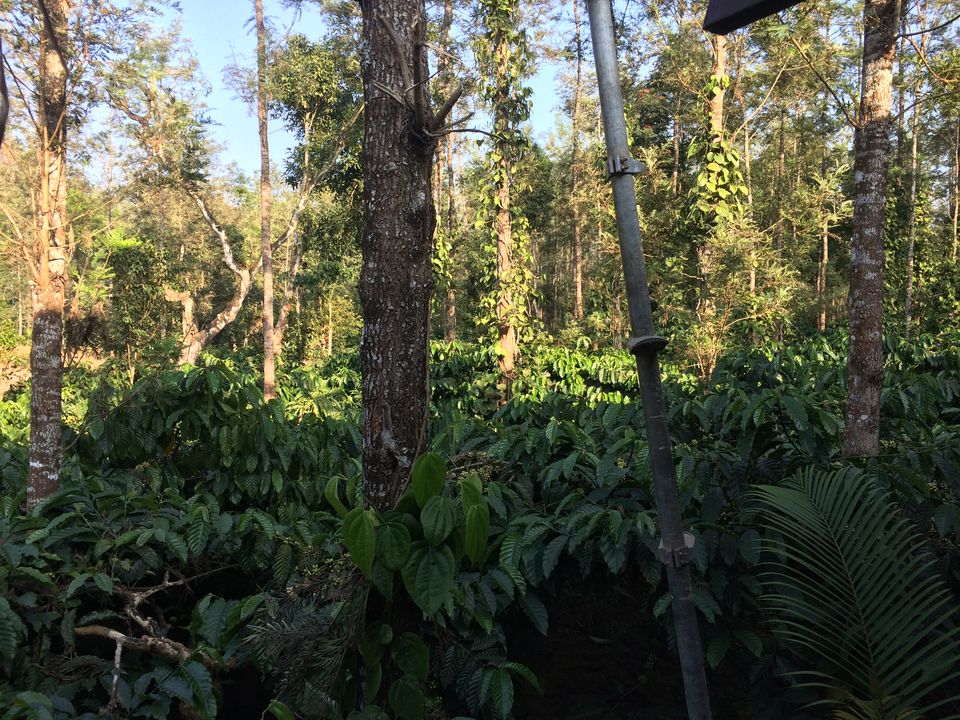 Photo of Coffee Castle Coorg - A Boutique Resort, M. Badaga, Karnataka, India by Puja & Sudi !!