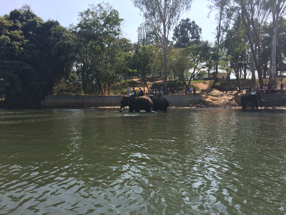 Photo of Dubare Elephant Camp, Nanjarayapatna, Karnataka, India by Puja & Sudi !!