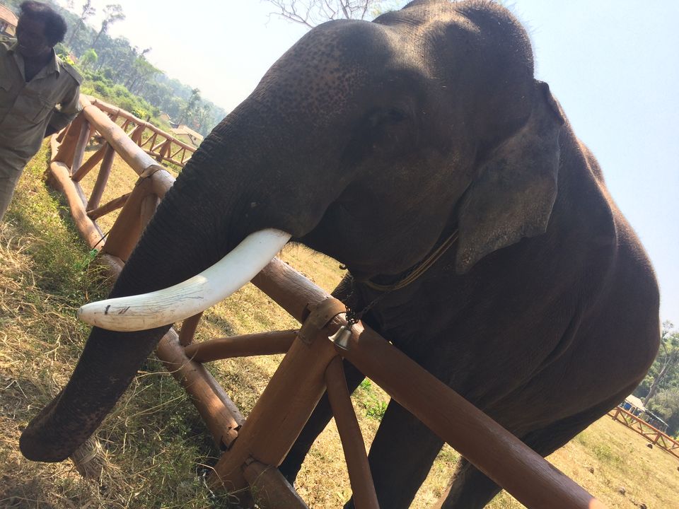 Photo of Dubare Elephant Camp, Nanjarayapatna, Karnataka, India by Puja & Sudi !!
