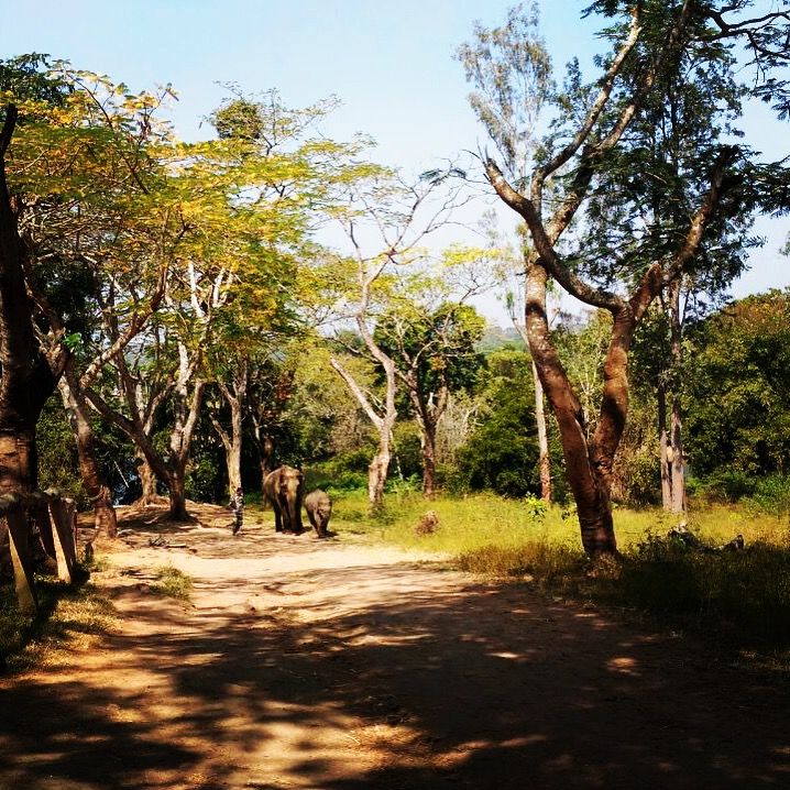 Photo of Dubare Elephant Camp, Nanjarayapatna, Karnataka, India by Puja & Sudi !!