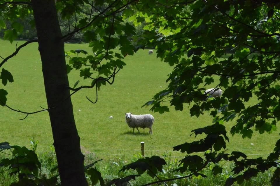 Photo of Land of the BnB's, Lochs and Nessi! 8/15 by Manjari Malani