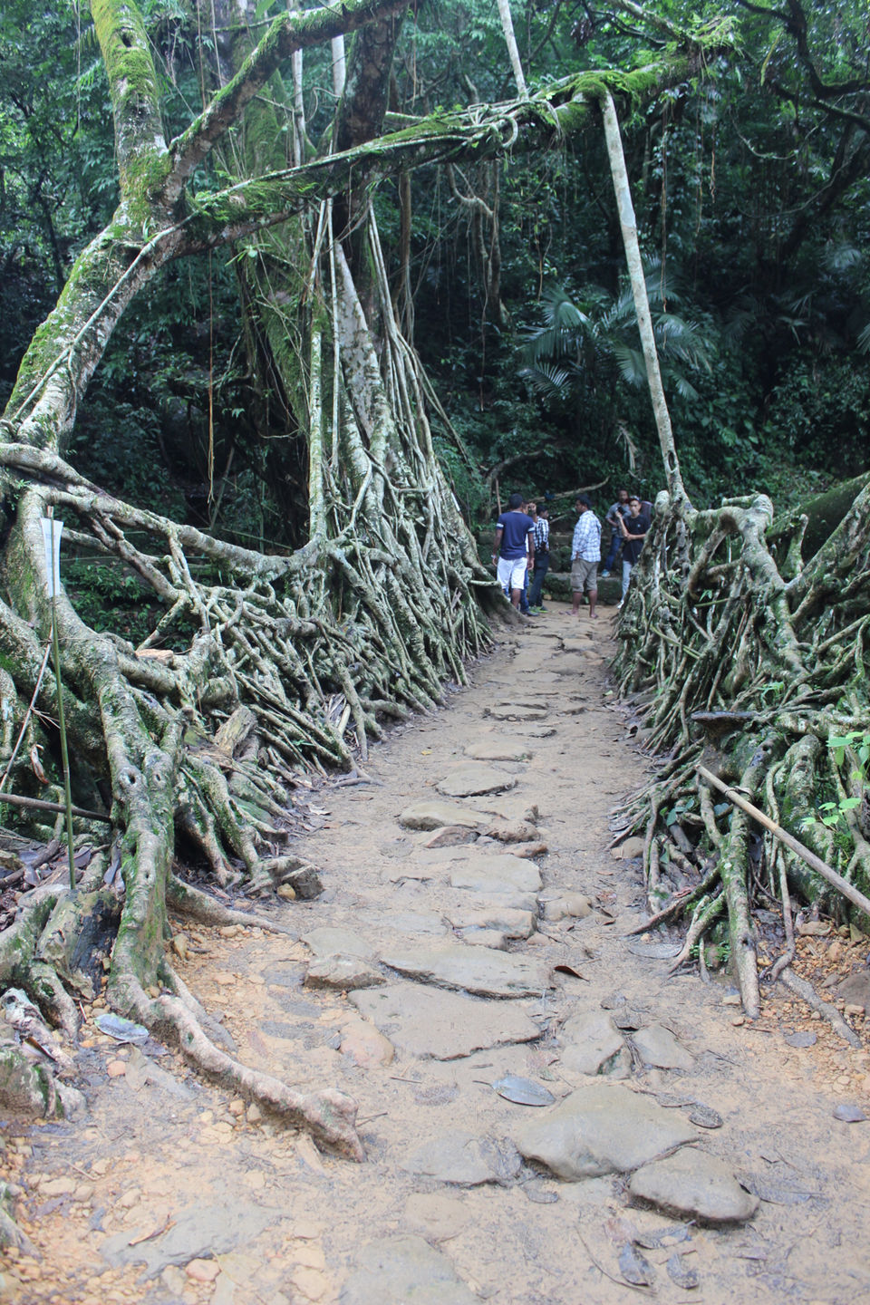 Photo of Mawlynnong Nongrai Homestay, Mawlynnong, Meghalaya, India by Kritharth Pendyala