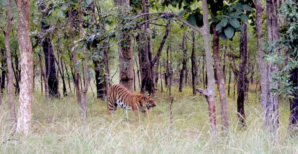 Photo of WINTER TRAVEL TO FORESTS IN CENTRAL INDIA by Kritharth Pendyala