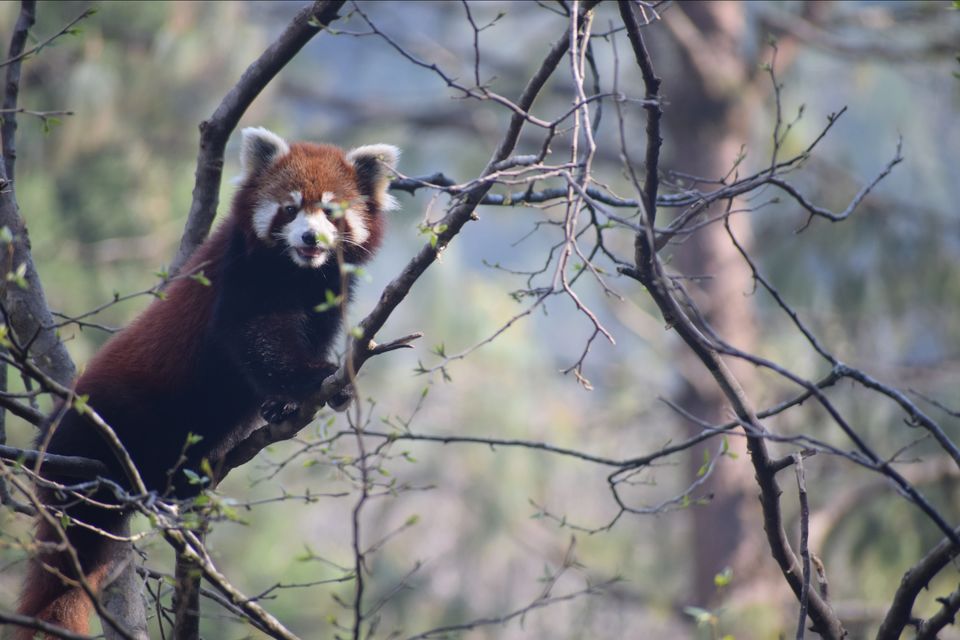 Photo of Sikkim Himalayan Zoological Park, Gangtok, Sikkim, India by Yatra Vritant | यात्रा वृतांत