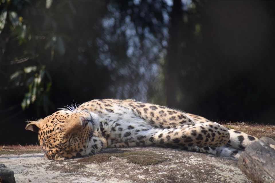 Photo of Sikkim Himalayan Zoological Park, Gangtok, Sikkim, India by Yatra Vritant | यात्रा वृतांत
