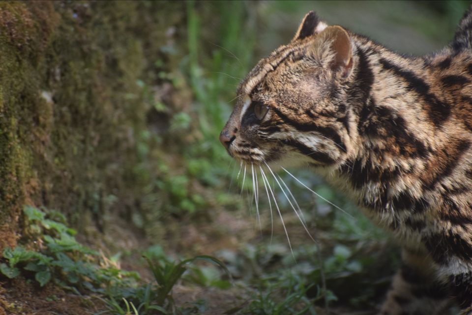 Photo of Sikkim Himalayan Zoological Park, Gangtok, Sikkim, India by Yatra Vritant | यात्रा वृतांत