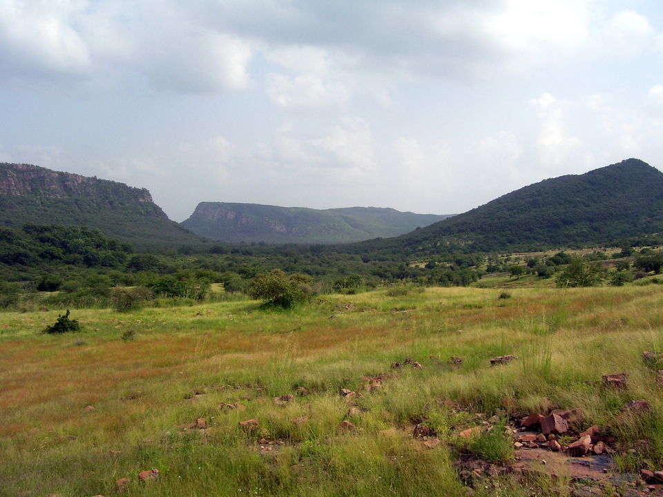 Photo of Into the wild: National parks in India 1/5 by Savaari