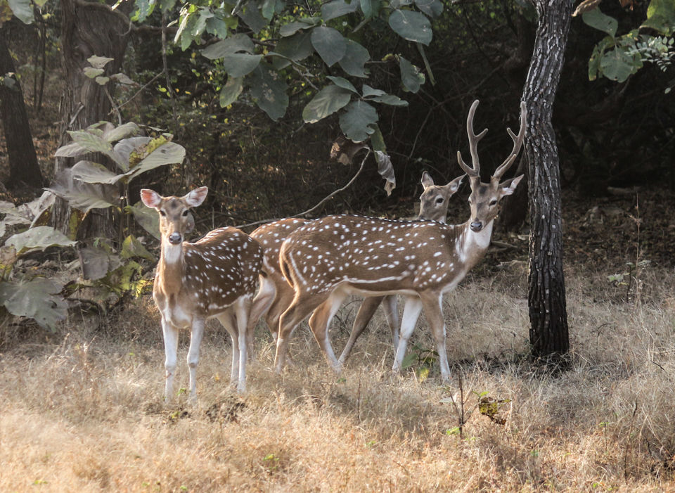 Photo of Into the wild: National parks in India 2/5 by Savaari