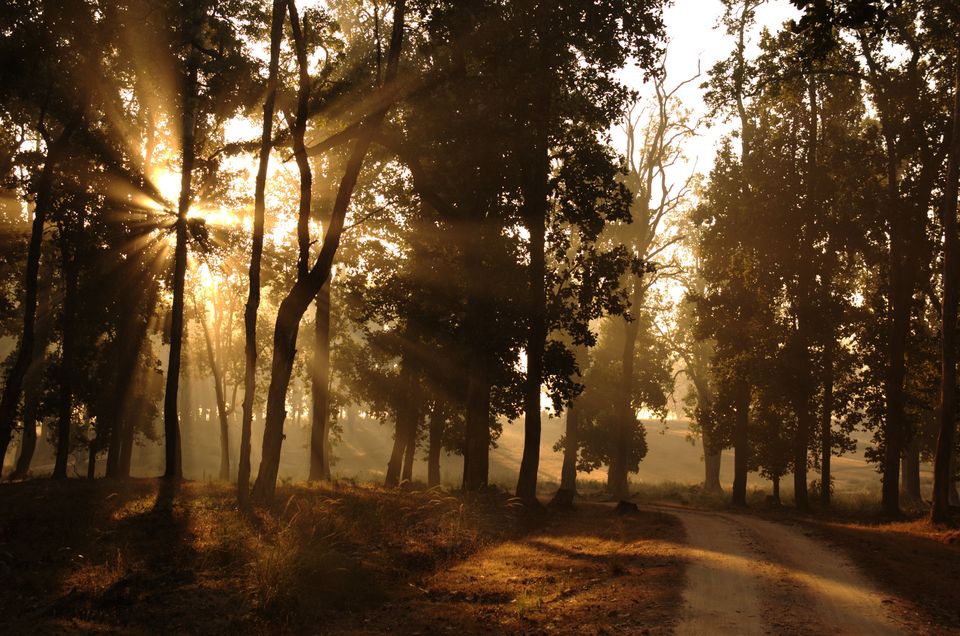 Photo of Into the wild: National parks in India 5/5 by Savaari