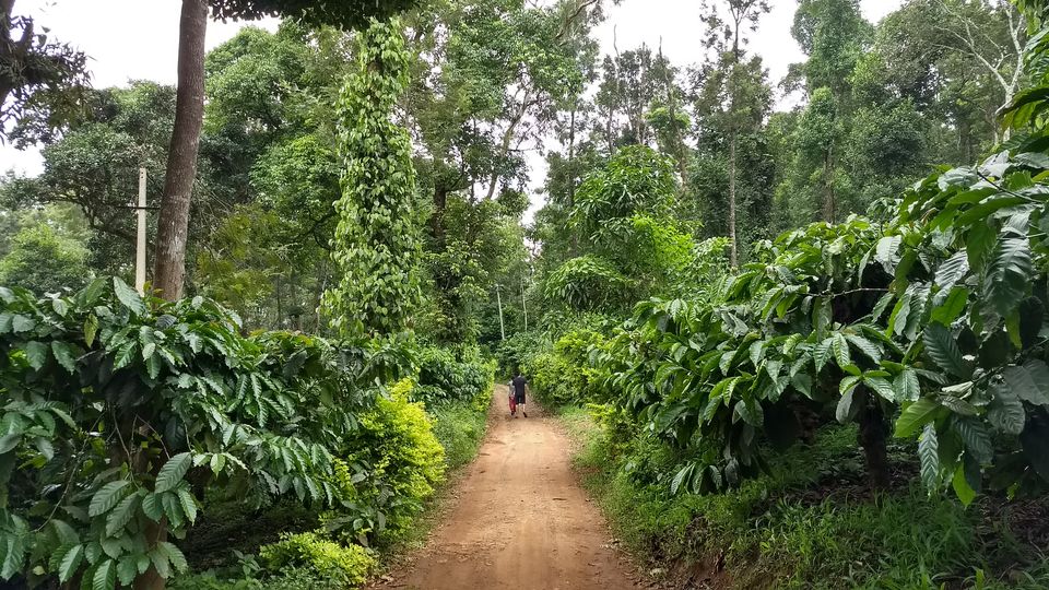Photo of Around Coorg in Exactly Two Days: A Quick Trip Guide by Savaari