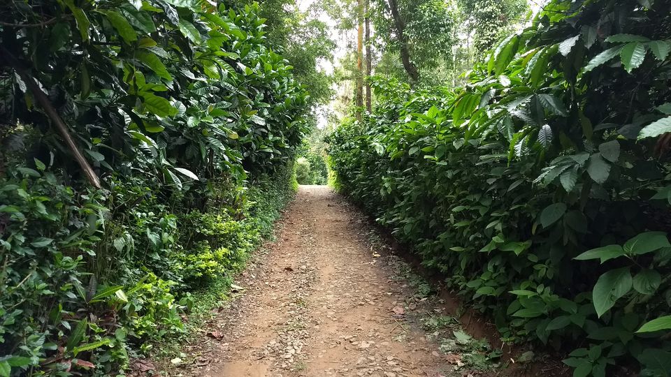 Photo of Around Coorg in Exactly Two Days: A Quick Trip Guide by Savaari