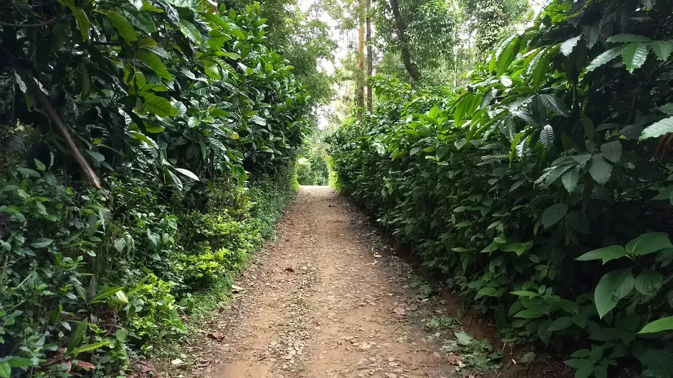Photo of Around Coorg in Exactly Two Days: A Quick Trip Guide by Savaari