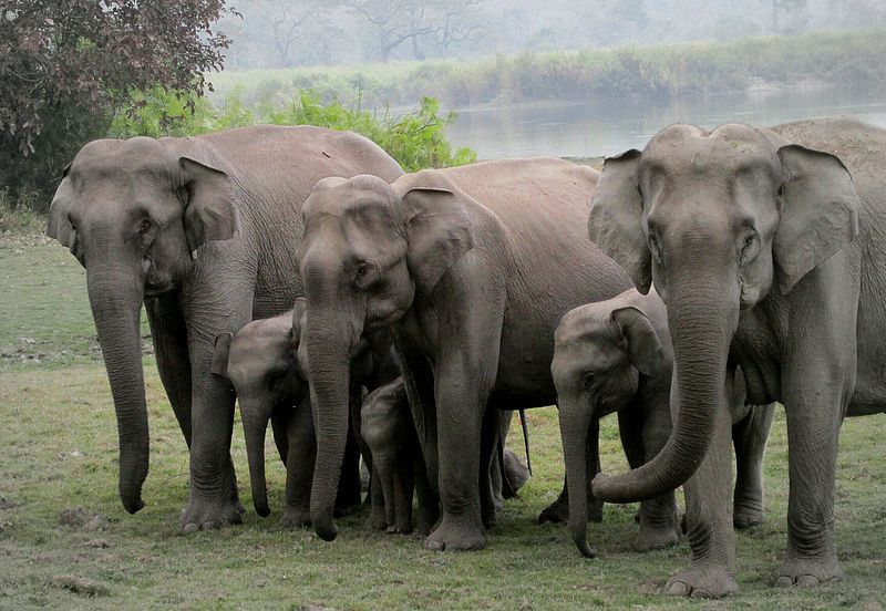Photo of Explore Kaziranga National Park on elephant back 2/3 by Savaari