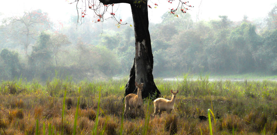 Photo of Explore Kaziranga National Park on elephant back 3/3 by Savaari