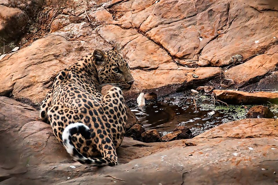 Photo of Spotting Leopards at the Jawai Leopard Camp by Savaari