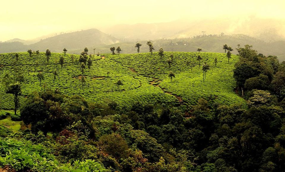 Photo of The World's Highest Tea Estate - Kolukkumalai 1/4 by Savaari