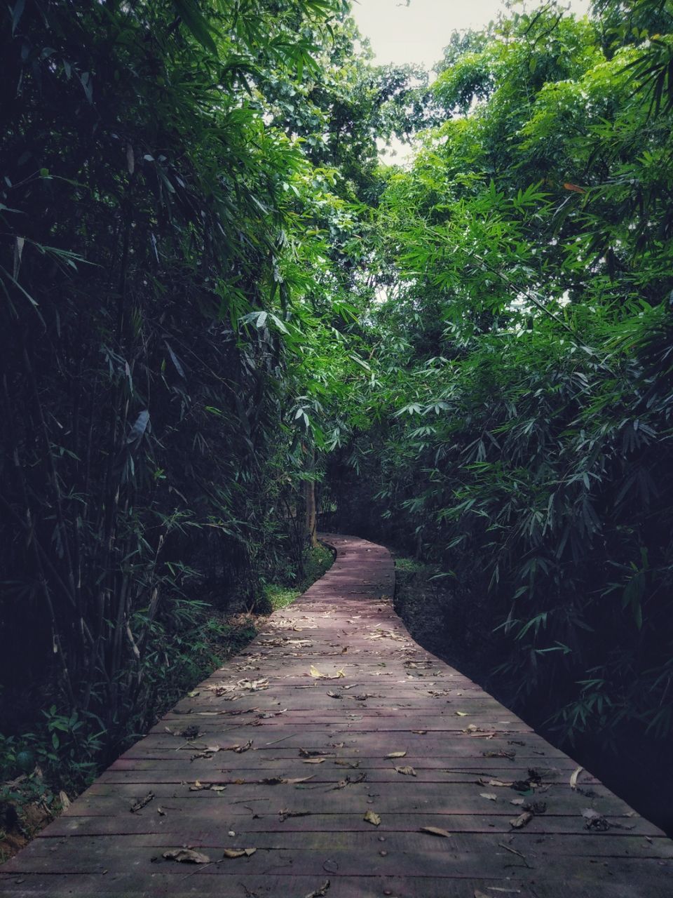 Photo of Tepania Eco Park, Shillong - Agartala - Sabrum Road, Radhakishorepur R.F., Tripura, India by Lakshmisha Kerekoppa