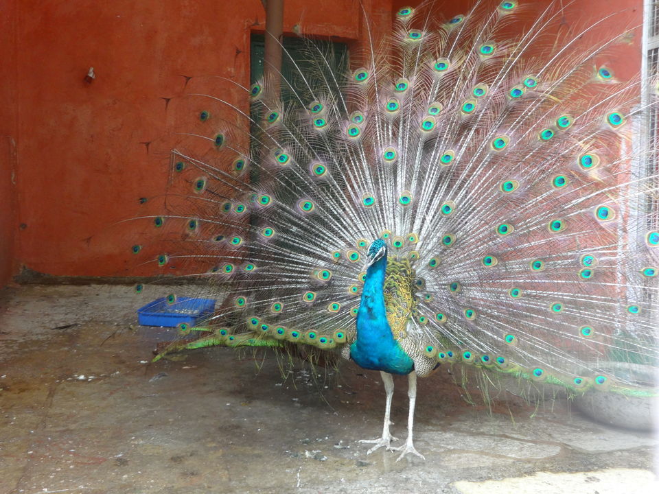 Photo of Karnala fort & bird sanctuary Jungle trek by PANKAJ KUMAR