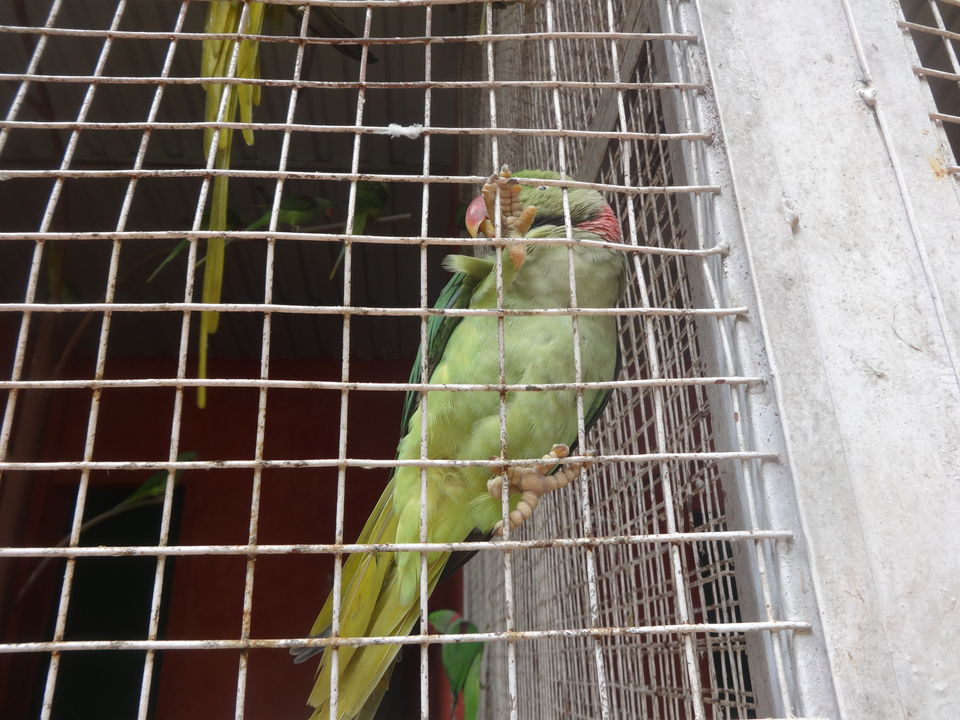 Photo of Karnala fort & bird sanctuary Jungle trek by PANKAJ KUMAR