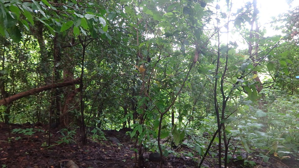 Photo of Karnala fort & bird sanctuary Jungle trek by PANKAJ KUMAR
