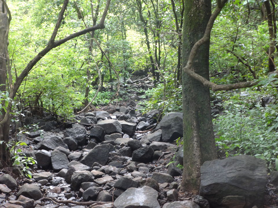 Photo of Karnala fort & bird sanctuary Jungle trek by PANKAJ KUMAR