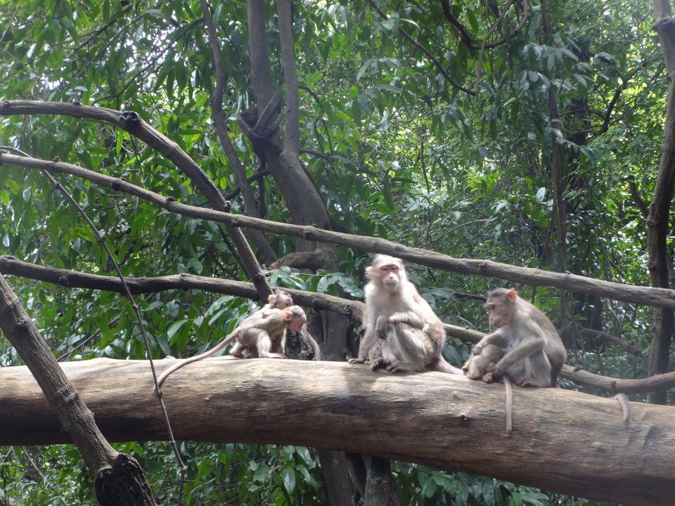 Photo of Karnala fort & bird sanctuary Jungle trek by PANKAJ KUMAR